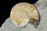 Two Fossil Ammonites (Promicroceras) - Lyme Regis #166650-1